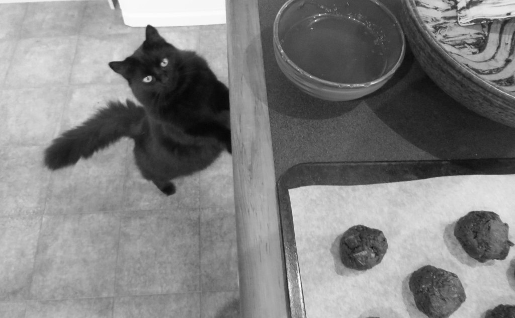 Inquisitive visitor or thief waiting to pounce?